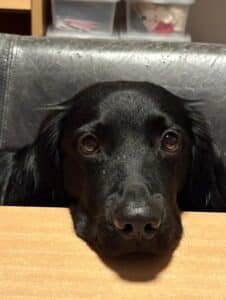 Stichting Zino Wobbe