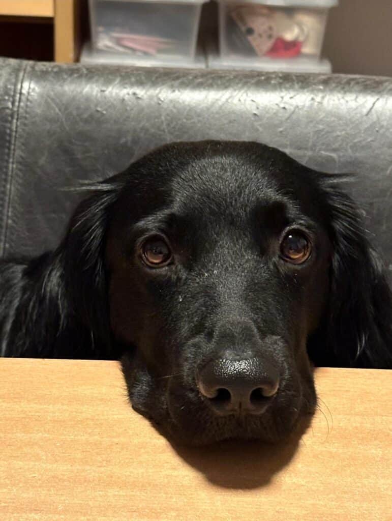 Wobbe zoekt met spoed een nieuwe beste mand!