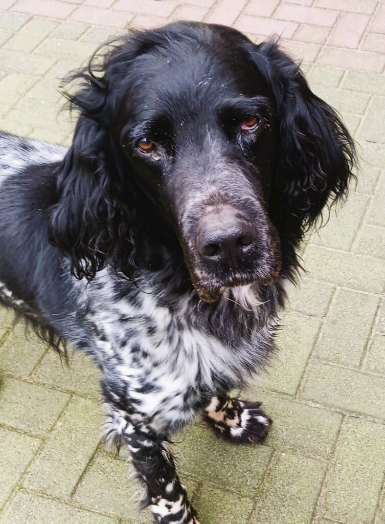 Bello zoekt een nieuwe beste mand!