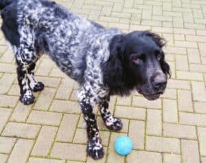 Stichting Zino Bello