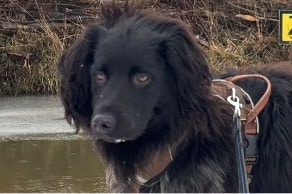 Dries zoekt een nieuwe beste mand!