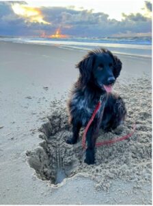 Stichting Zino Dries