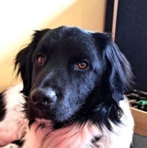 Stichting Zino Maalouf