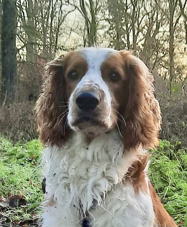 Stichting Zino Milow