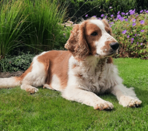 Stichting Zino Milow