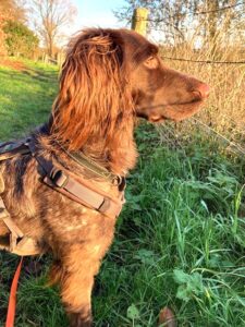 Stichting Zino Zibibbo