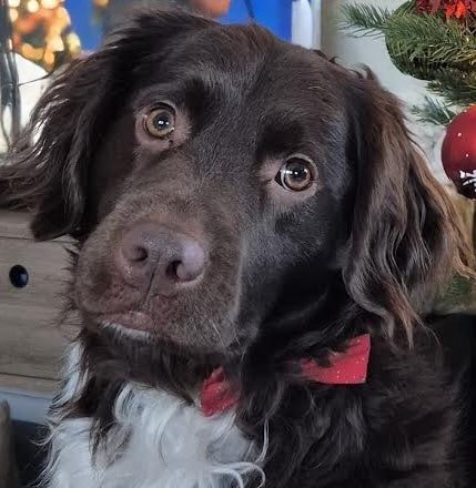 Bodhi zoekt een nieuwe beste mand!