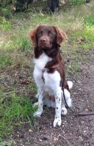 Stichting Zino Bodhi