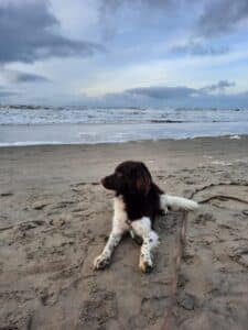 Stichting Zino Bodhi