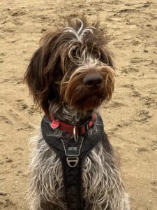 Stichting Zino Firts