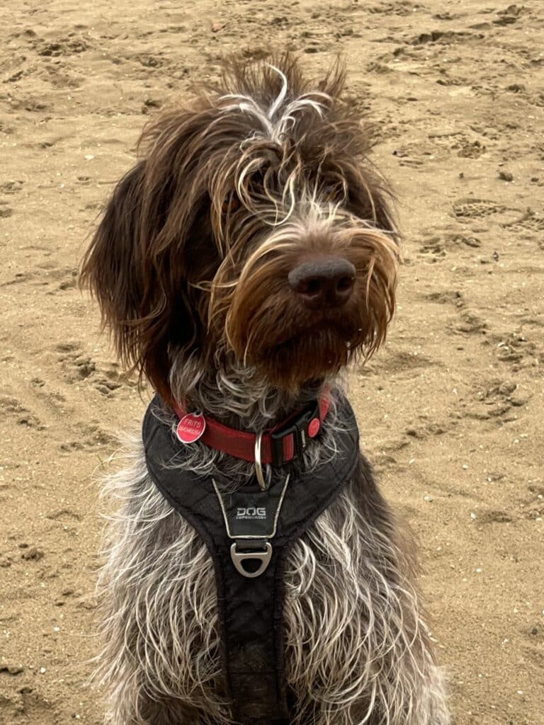 Frits zoekt een nieuwe beste mand!