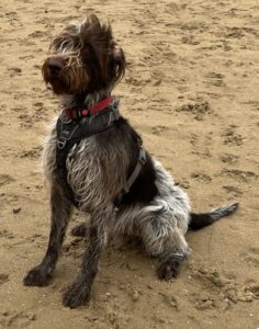 Stichting Zino Frits