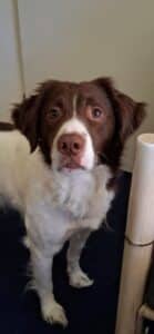 Stichting Zino Brownie