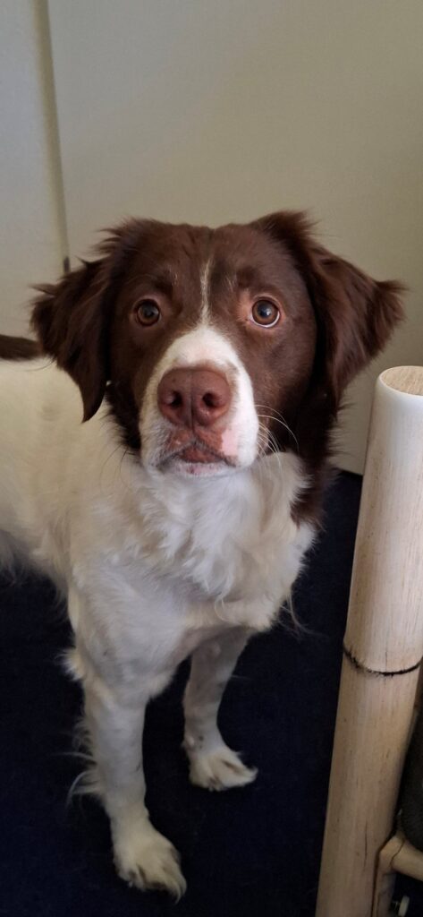 Brownie zoekt een nieuwe beste mand! [Inschrijving gesloten]