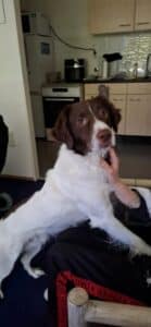 Stichting Zino Brownie